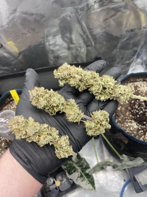 Strawberry Cough. Week 18