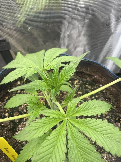 Cherry Zoap (II). Week 3
