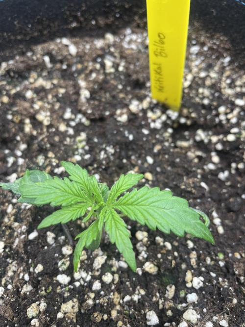 Kritikal Bilbo. Week 3