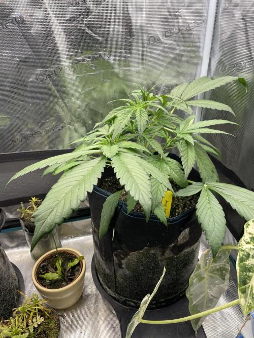 Cherry Zoap (II). Week 4