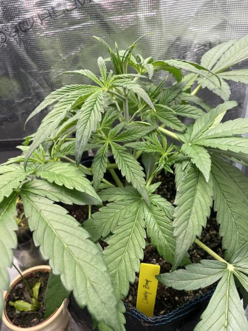 Cherry Zoap (II). Week 4