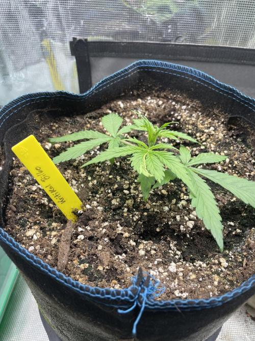 Kritikal Bilbo. Week 4