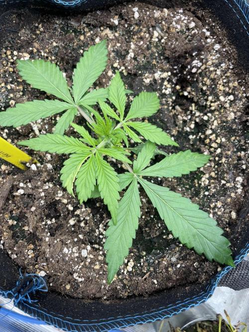 Kritikal Bilbo. Week 4