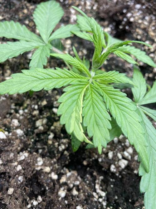 Kritikal Bilbo. Week 4