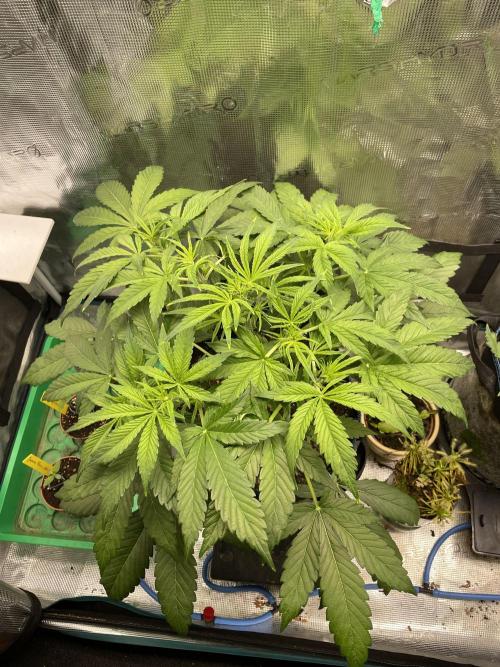 Cherry Zoap (II). Week 5