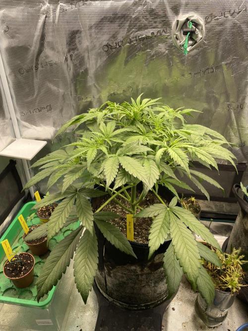 Cherry Zoap (II). Week 5