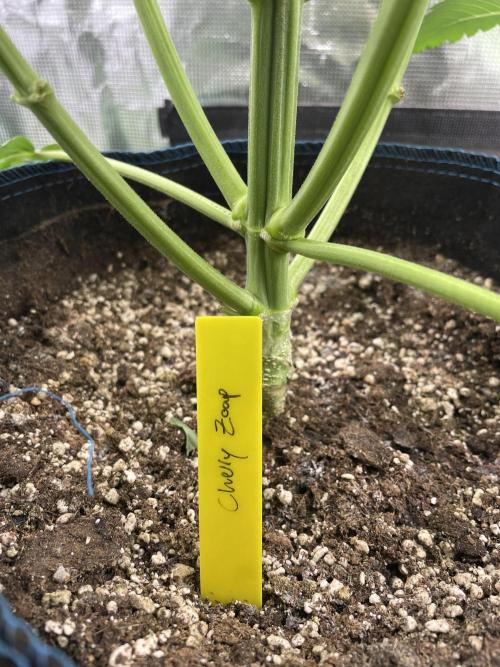 Cherry Zoap (II). Week 5