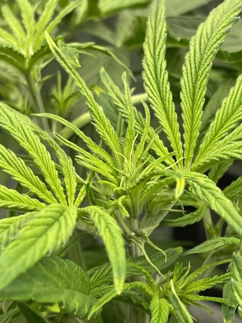 Cherry Zoap (II). Week 5