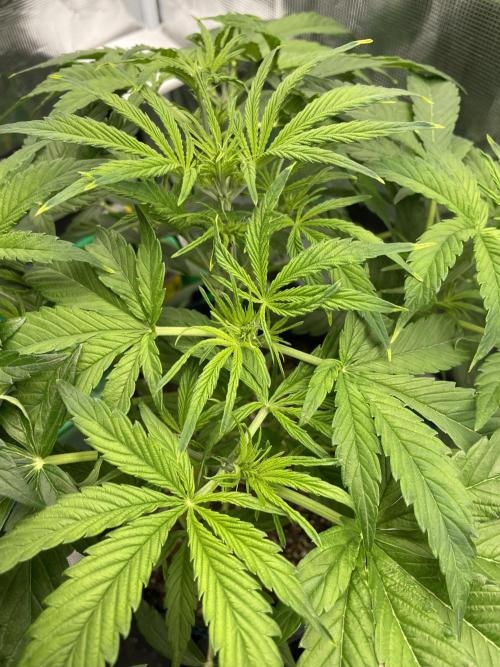 Cherry Zoap (II). Week 5