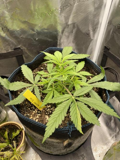 Kritikal Bilbo. Week 5