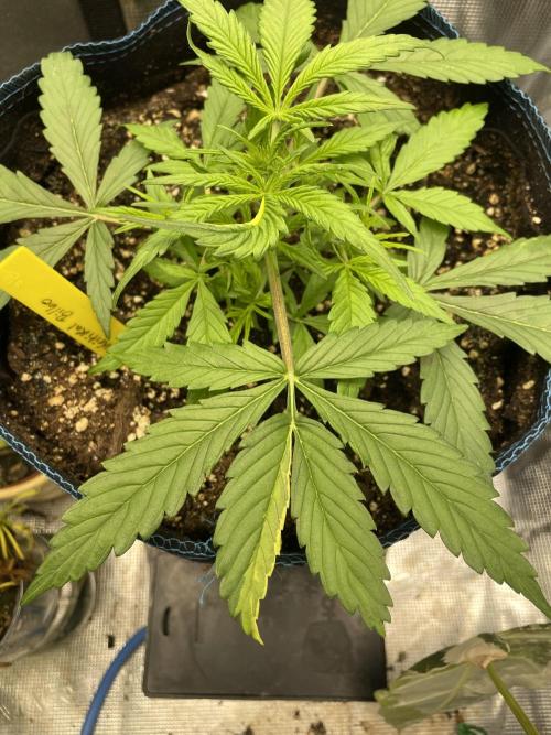 Kritikal Bilbo. Week 5