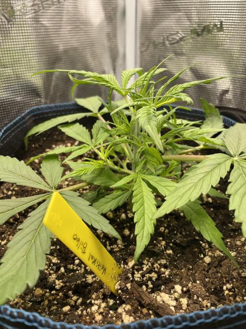 Kritikal Bilbo. Week 5