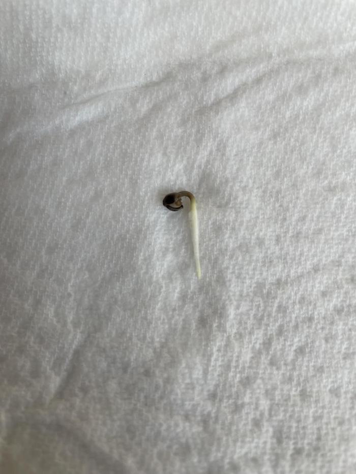 Atomic Blue Dream. Week 0