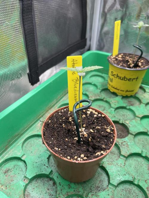 Atomic Blue Dream. Week 1