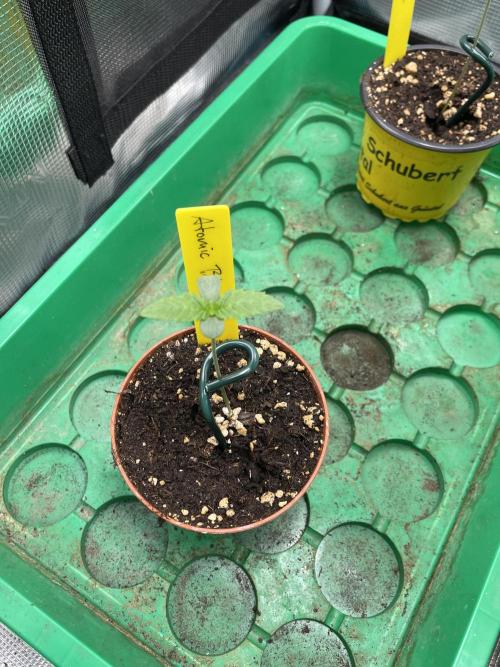 Atomic Blue Dream. Week 1