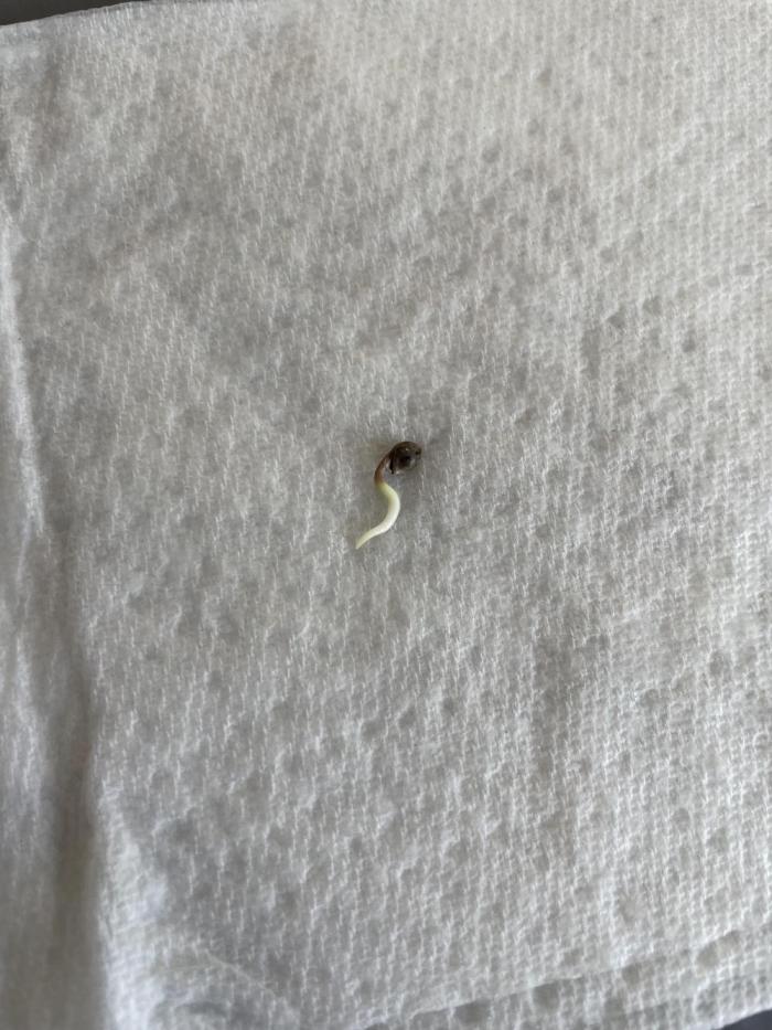 Jasmine Panna Cotta. Week 0