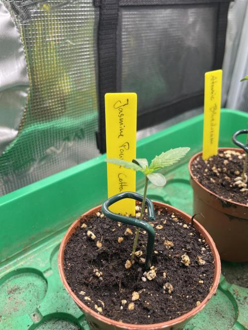 Jasmine Panna Cotta. Week 1