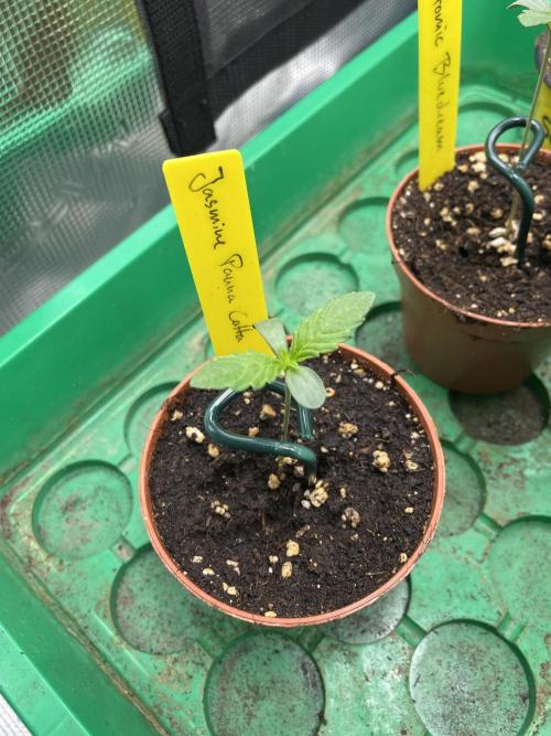 Jasmine Panna Cotta. Week 1