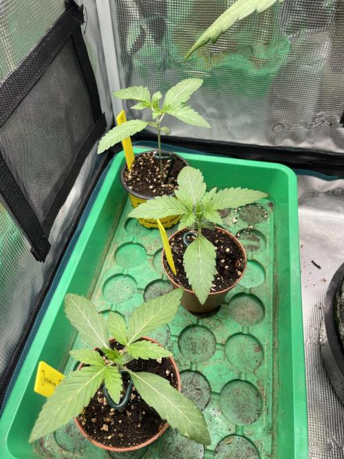 Jasmine Panna Cotta. Week 2