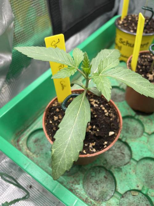 Jasmine Panna Cotta. Week 2