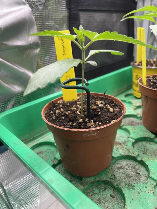 Jasmine Panna Cotta. Week 2