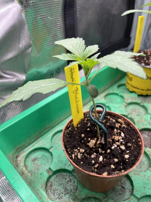 Atomic Blue Dream. Week 2