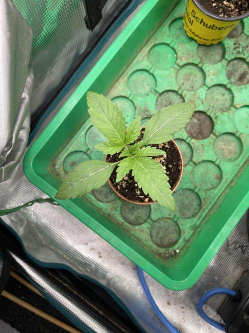 Atomic Blue Dream. Week 2