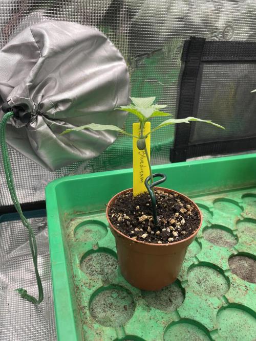 Atomic Blue Dream. Week 2