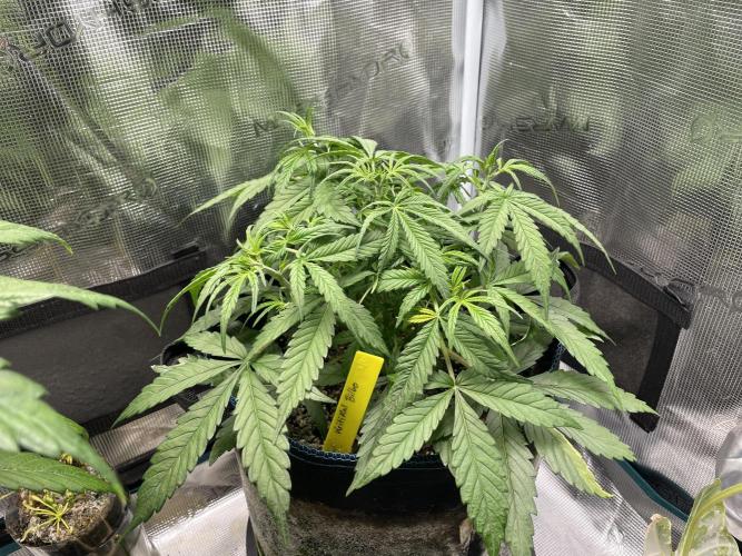 Kritikal Bilbo. Week 6