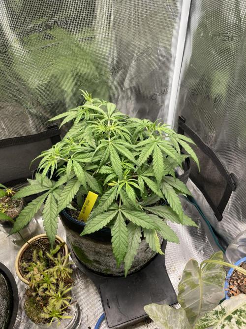 Kritikal Bilbo. Week 6