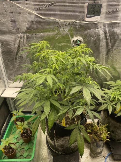 Cherry Zoap (II). Week 6