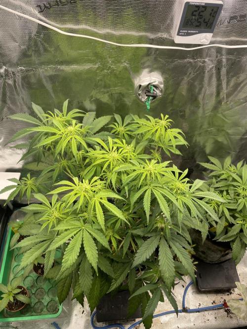 Cherry Zoap (II). Week 6