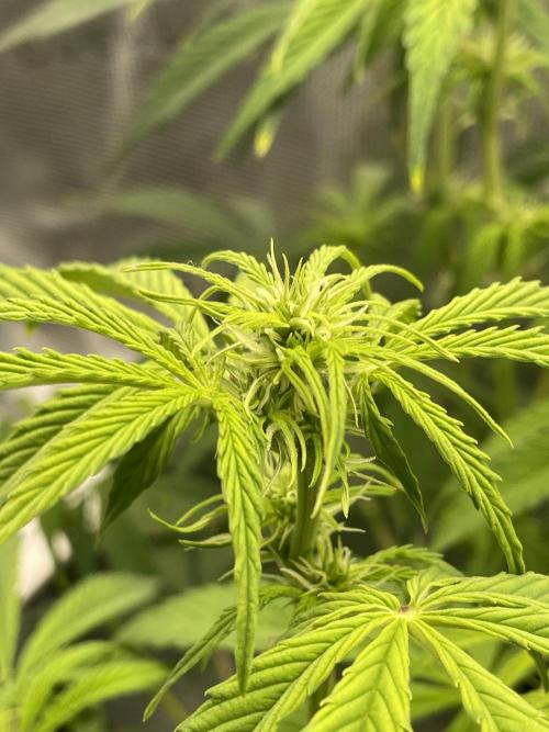 Cherry Zoap (II). Week 6