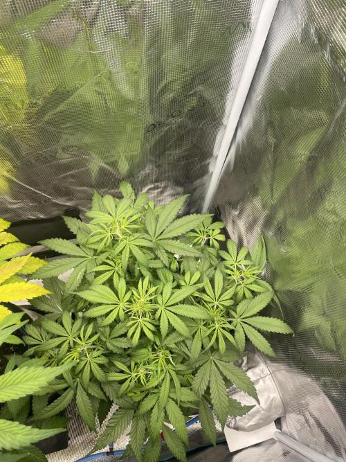 Kritikal Bilbo. Week 7
