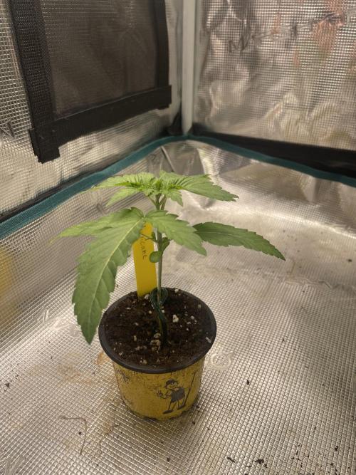 Slurricane. Week 3