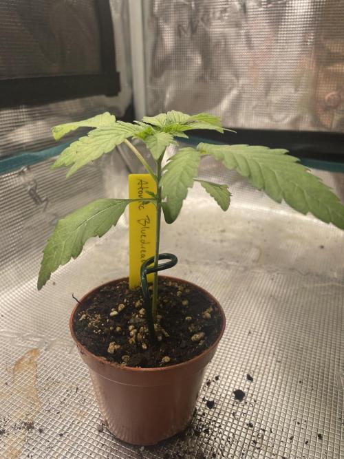 Atomic Blue Dream. Week 3