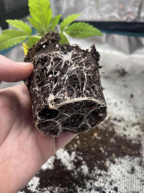 Atomic Blue Dream. Week 3