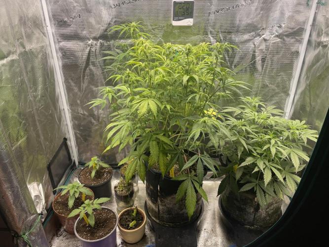 Atomic Blue Dream. Week 3