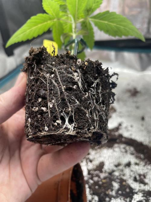 Jasmine Panna Cotta. Week 3