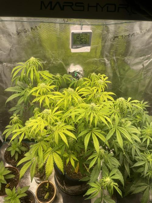 Cherry Zoap (II). Week 7