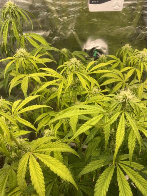 Cherry Zoap (II). Week 7