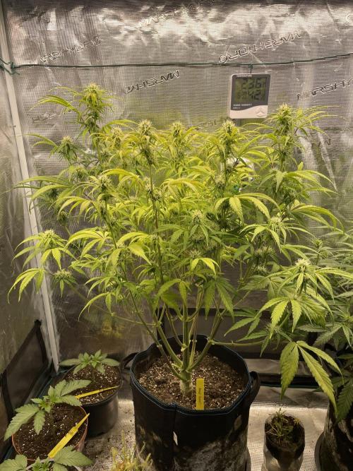 Cherry Zoap (II). Week 8
