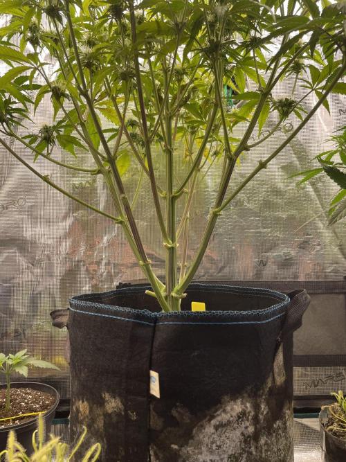 Cherry Zoap (II). Week 8