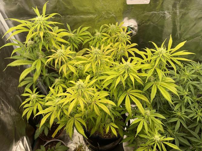 Cherry Zoap (II). Week 8