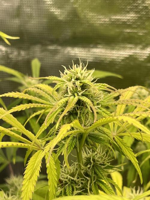 Cherry Zoap (II). Week 8