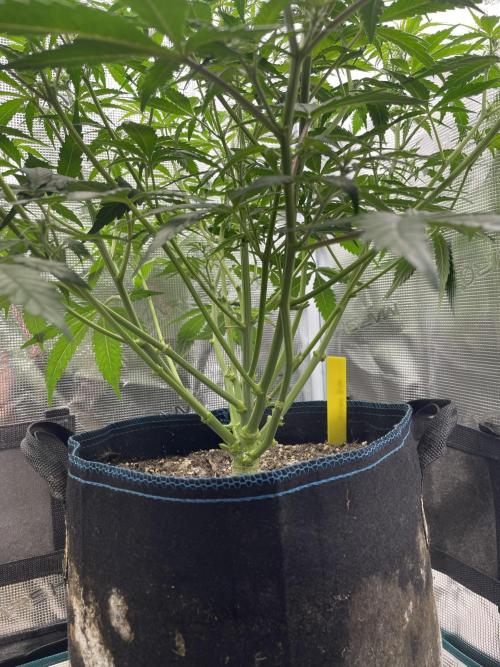 Kritikal Bilbo. Week 8