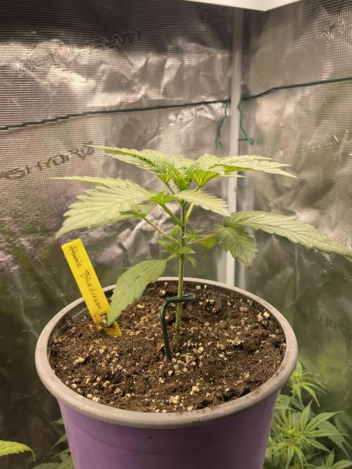 Jasmine Panna Cotta. Week 4