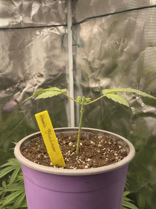 Jasmine Panna Cotta. Week 4