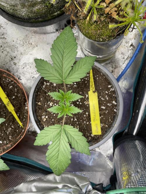 Jasmine Panna Cotta. Week 4