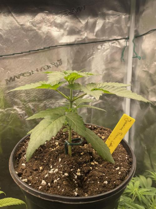 Atomic Blue Dream. Week 4